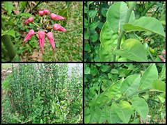 Euphorbia (Euphorbia) tithymaloides