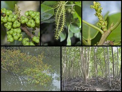 Excoecaria agallocha