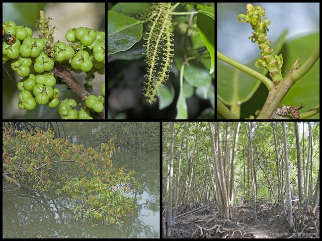 Excoecaria agallocha • © Ria Tan • All Rights Reserved
