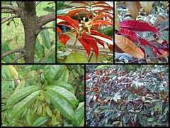 Excoecaria cochinchinensis