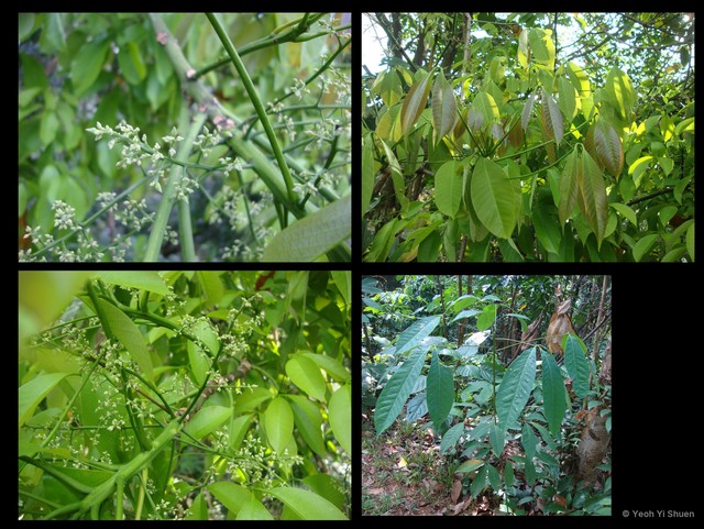 Hevea brasiliensis • © Yeoh Yi Shuen • All Rights Reserved