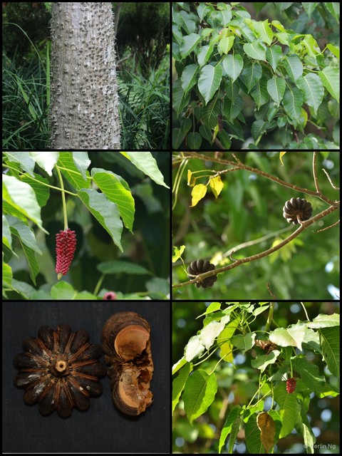 Hura crepitans • © Cerlin Ng • All Rights Reserved