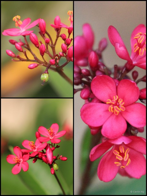 Jatropha integerrima • © Cerlin Ng • All Rights Reserved