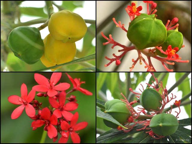 Jatropha multifida • © Cerlin Ng • All Rights Reserved