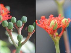Jatropha podagrica