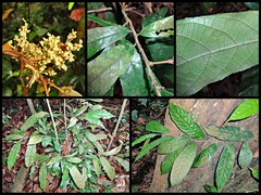 Koilodepas longifolium