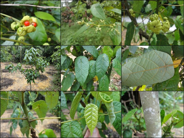 Macaranga caladiifolia • © Ong Kwan Han • All Rights Reserved