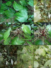 Macaranga griffithiana Müll.Arg.