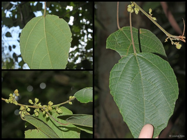 Macaranga trichocarpa • © Louise Neo • All Rights Reserved