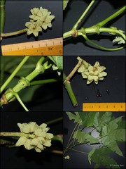 Macaranga triloba