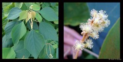 Mallotus paniculatus