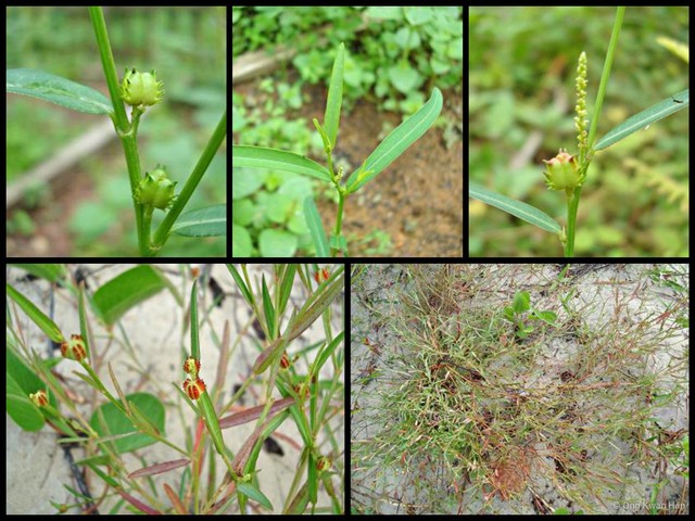 Microstachys chamaelea • © Ong Kwan Han • All Rights Reserved