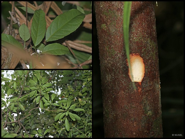 Pimelodendron griffithianum • © NUSBL • All Rights Reserved