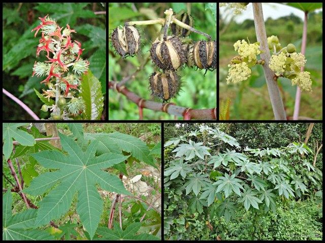 Ricinus communis • © Ong Kwan Han • All Rights Reserved
