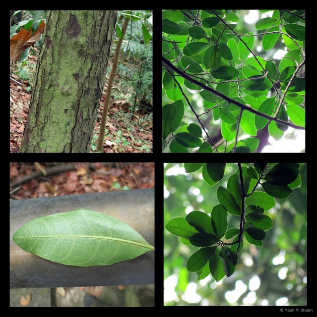 Suregada multiflora • © Yeoh Yi Shuen • All Rights Reserved