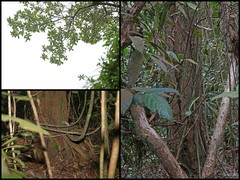 Cratoxylum arborescens