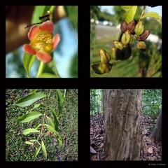 Cratoxylum cochinchinense