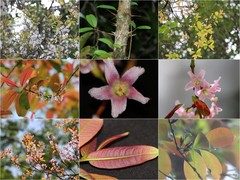 Cratoxylum formosum