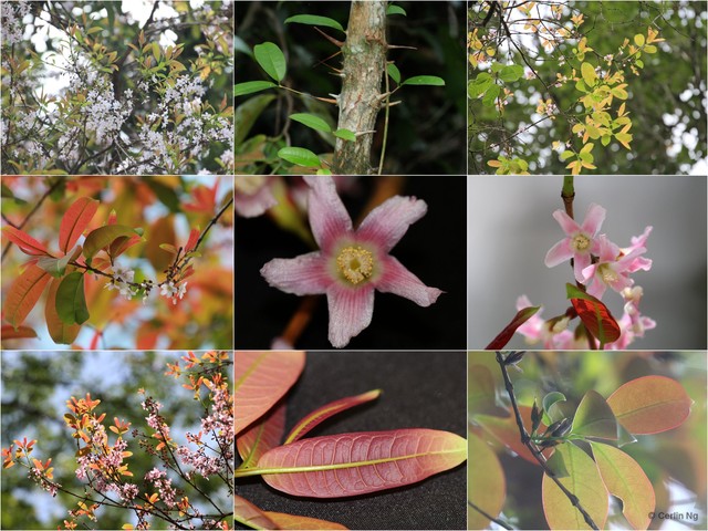 Cratoxylum formosum • © Cerlin Ng • All Rights Reserved