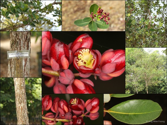 Cratoxylum glaucum • © Ang Wee Foong • All Rights Reserved