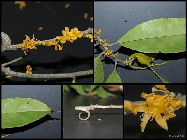 Indorouchera griffithiana • © Louise Neo • All Rights Reserved
