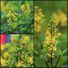 Galphimia glauca