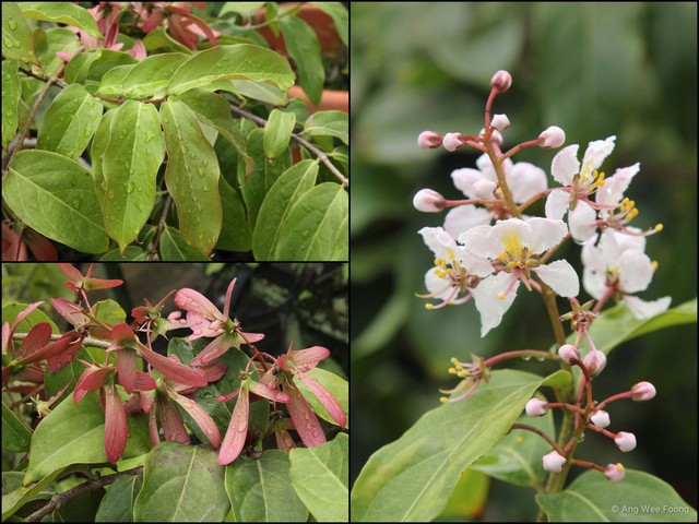 Hiptage benghalensis • © Ang Wee Foong • All Rights Reserved