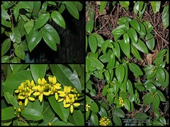 Tristellateia australasiae