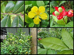 Ochna kirkii