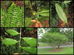Microdesmis caseariifolia
