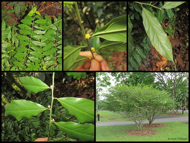 Microdesmis caseariifolia • © Yeoh Yi Shuen • All Rights Reserved