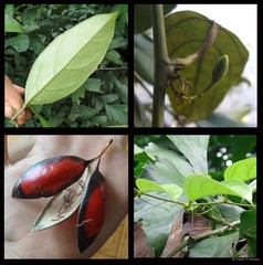 Adenia macrophylla var. singaporeana