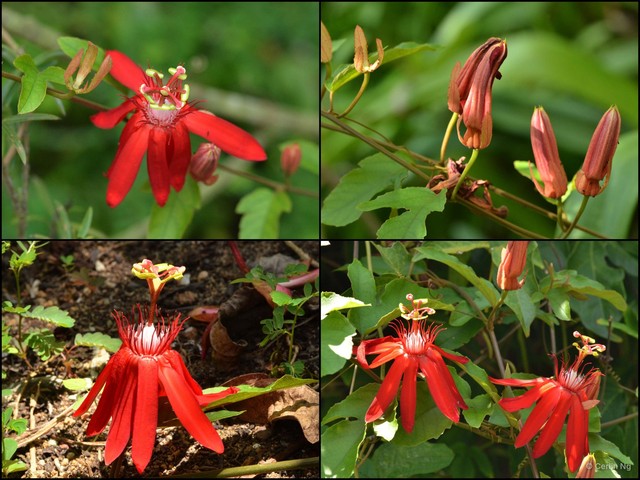 Passiflora (Passiflora) coccinea • © Cerlin Ng • All Rights Reserved