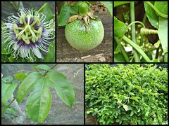 Passiflora (Passiflora) edulis