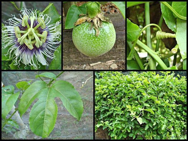 Passiflora (Passiflora) edulis • © Ong Kwan Han • All Rights Reserved