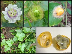 Passiflora (Passiflora) foetida