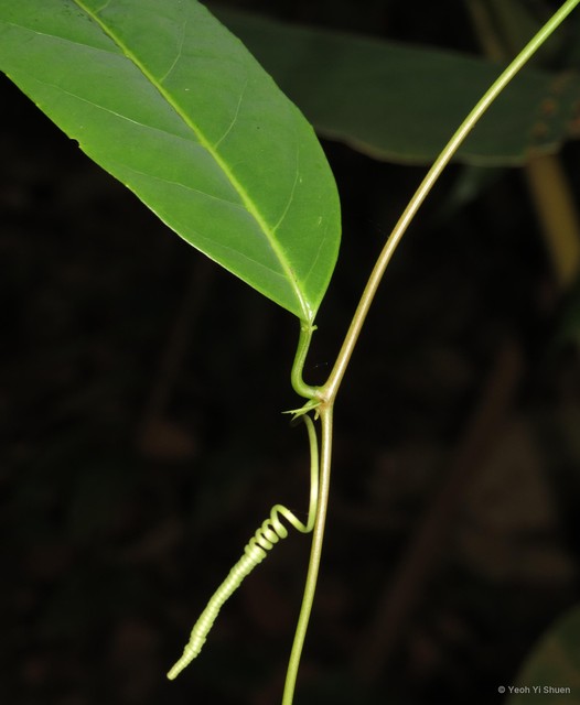 Passiflora (Passiflora) laurifolia • © Yeoh Yi Shuen • All Rights Reserved