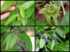 Passiflora (Decaloba) suberosa