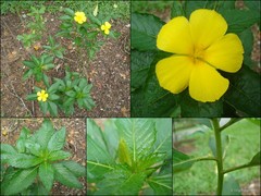 Turnera ulmifolia