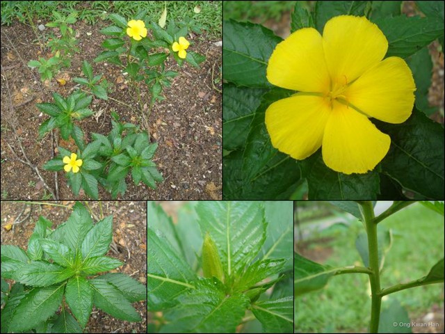 Turnera ulmifolia • © Ong Kwan Han • All Rights Reserved