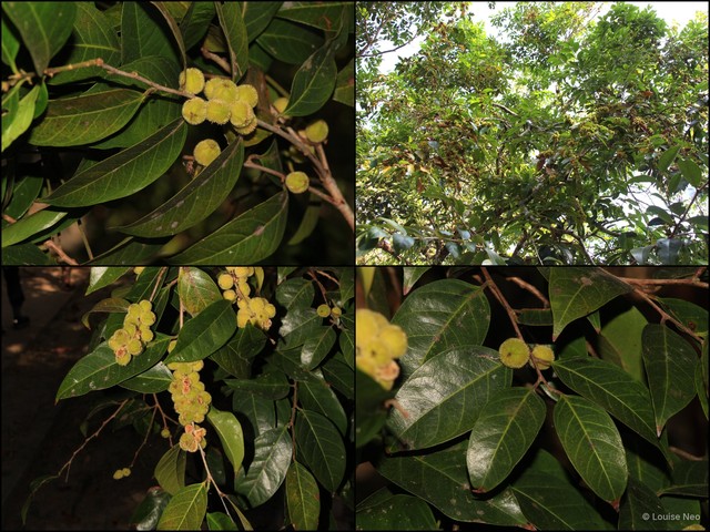 Chaetocarpus castanocarpus • © Louise Neo • All Rights Reserved