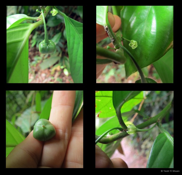 Actephila excelsa var. javanica • © Yeoh Yi Shuen • All Rights Reserved