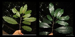 Antidesma coriaceum