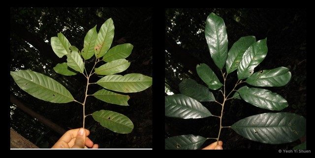 Antidesma coriaceum • © Yeoh Yi Shuen • All Rights Reserved