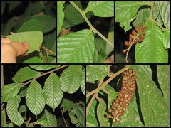 Antidesma velutinosum