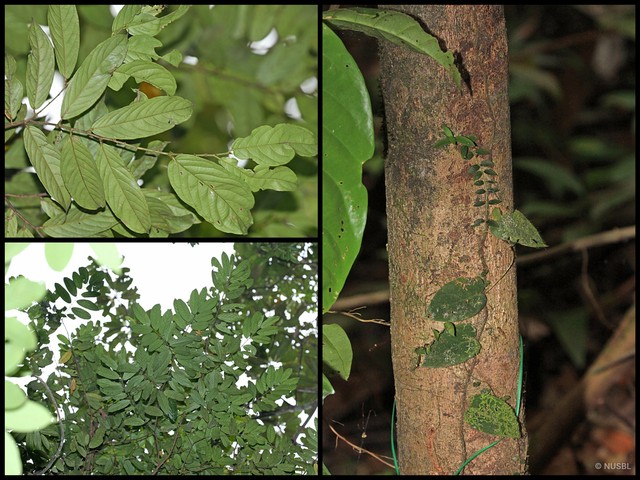 Aporosa falcifera • © NUSBL • All Rights Reserved