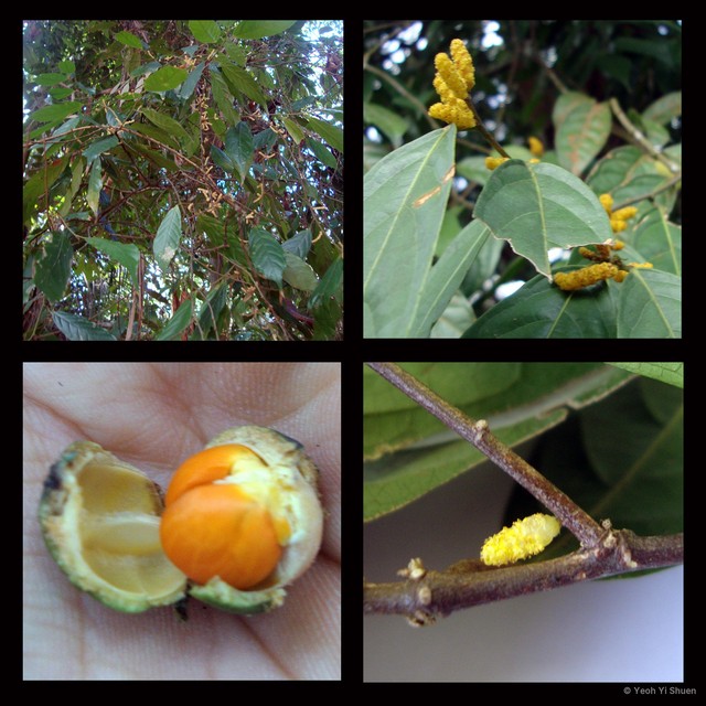 Aporosa frutescens • © Yeoh Yi Shuen • All Rights Reserved