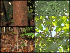 Baccaurea bracteata