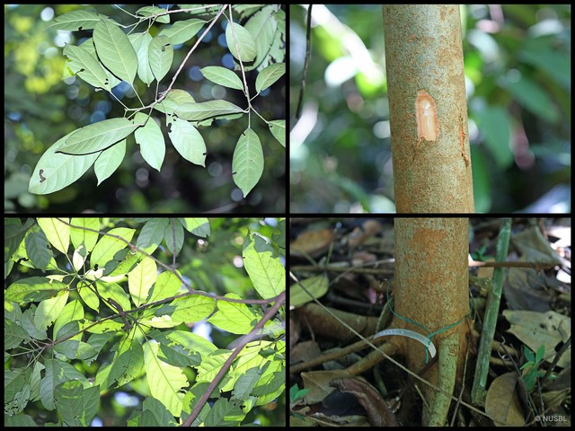 Baccaurea macrocarpa • © NUSBL • All Rights Reserved