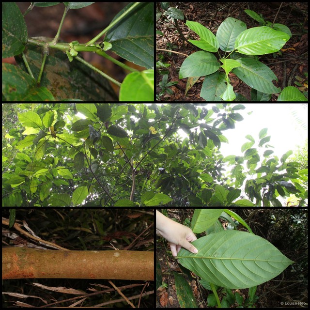 Baccaurea macrophylla • © Louise Neo • All Rights Reserved